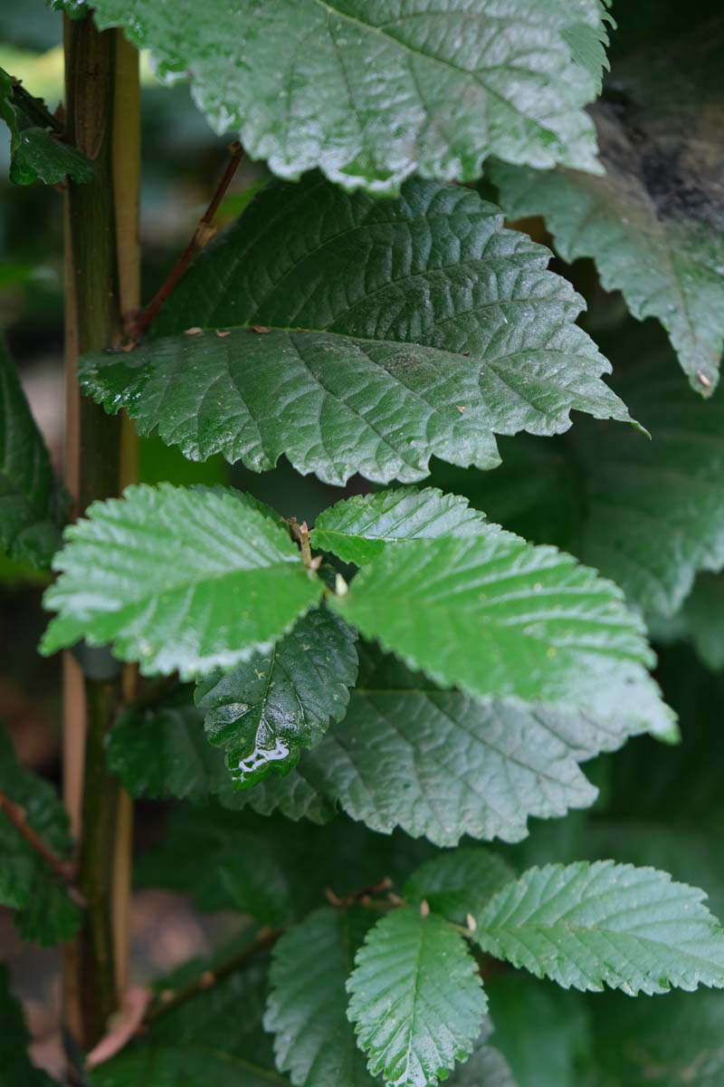 Ulmus 'Clusius' op stam blad