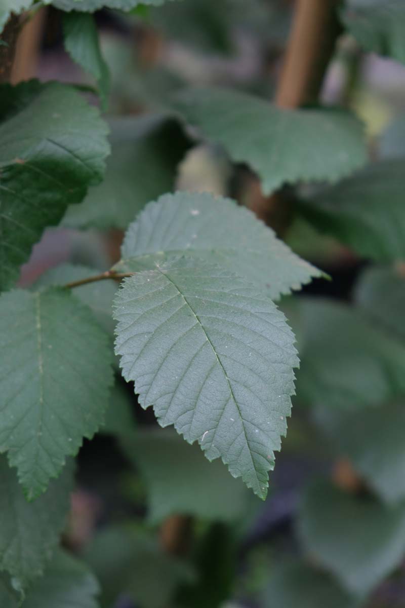 Ulmus 'Clusius' op stam blad