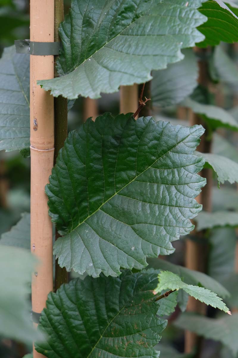 Ulmus 'Clusius' op stam blad