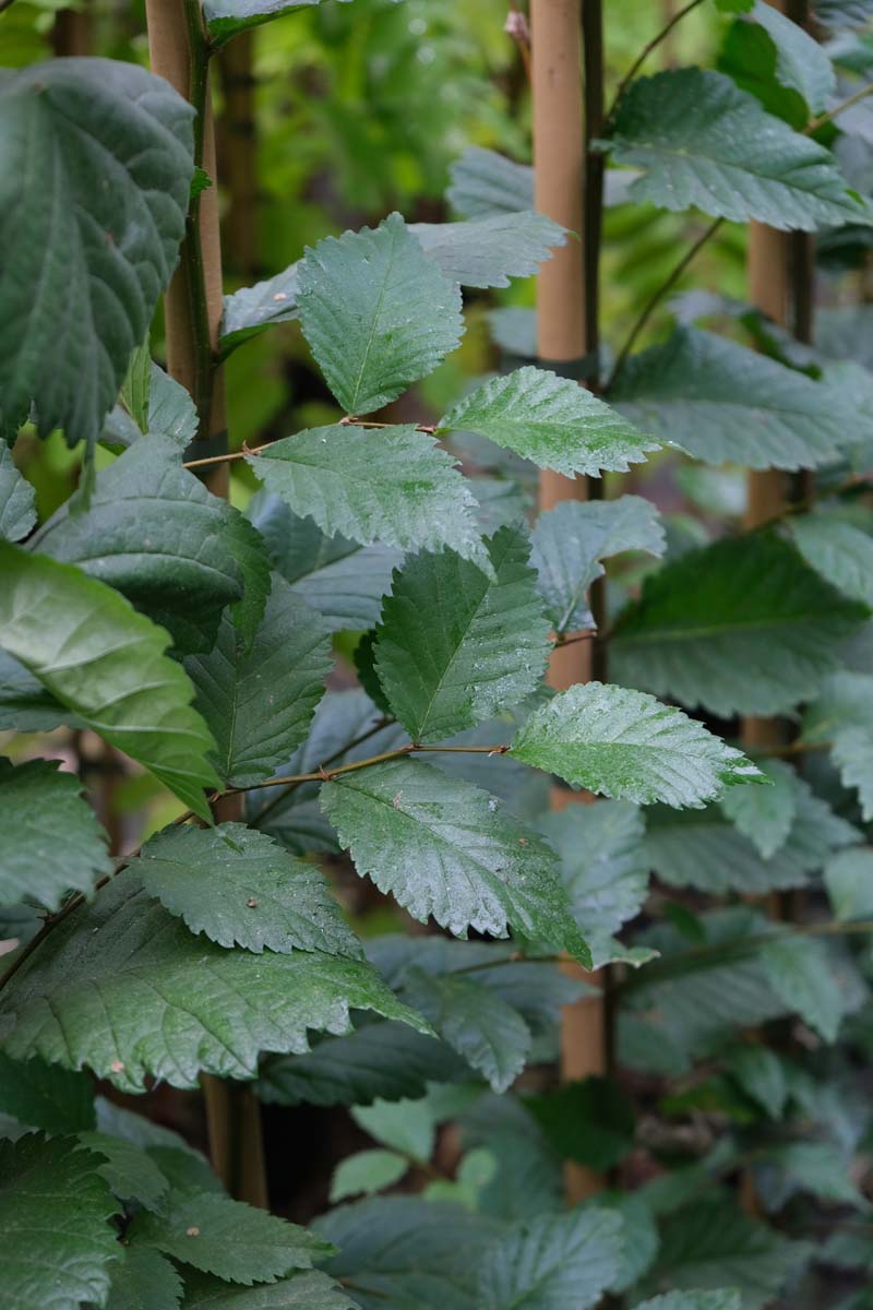 Ulmus minor 'Wanoux' op stam blad
