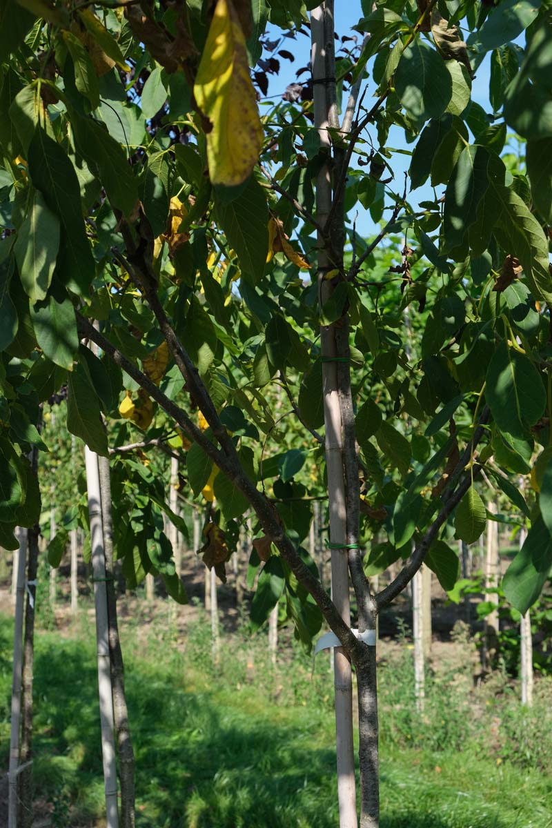 Juglans regia 'Proslavski' op stam op stam