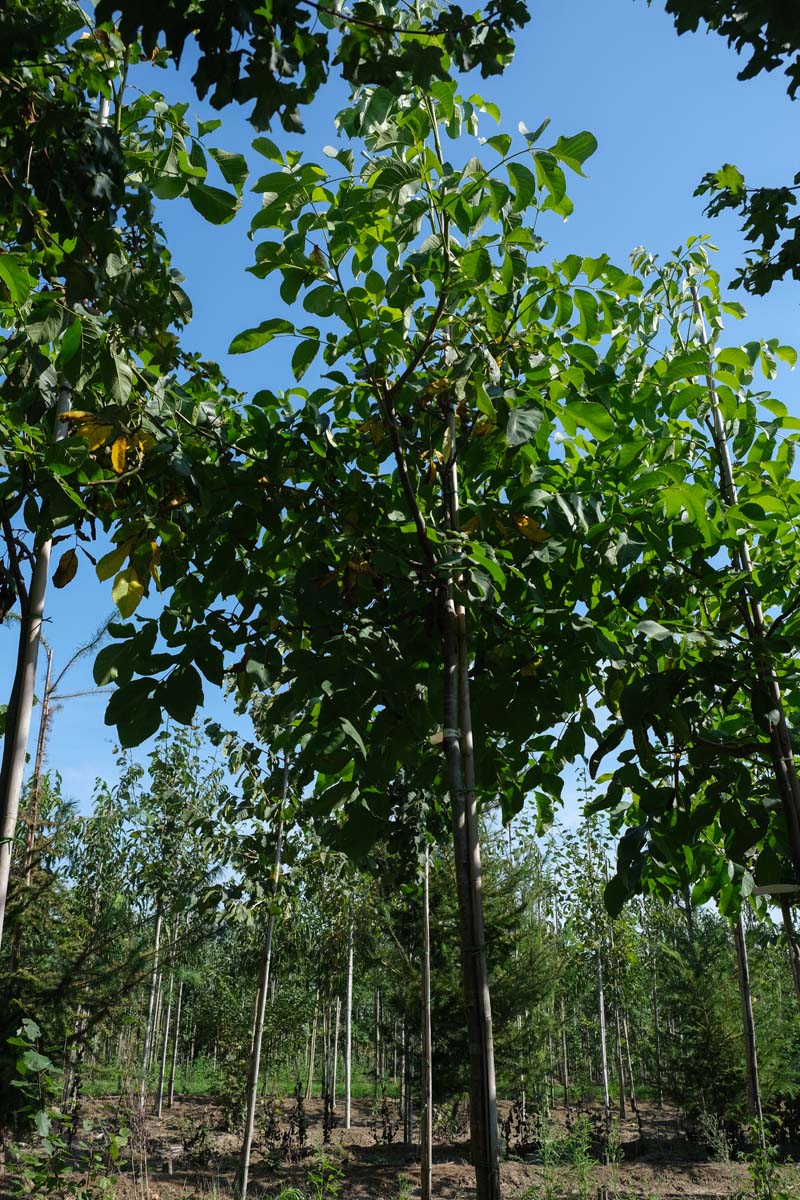 Juglans regia op stam op stam