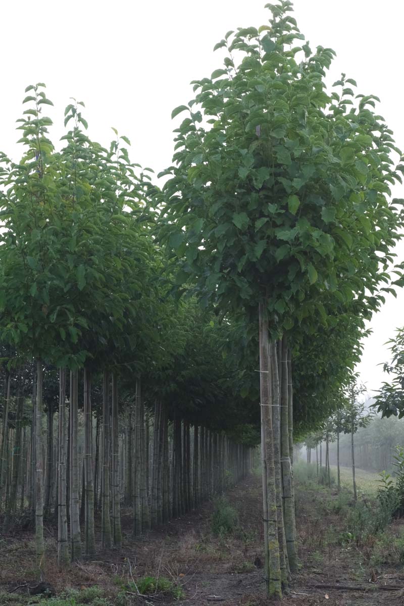 Magnolia kobus op stam op stam