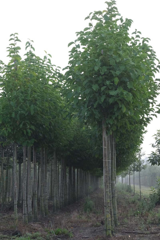Magnolia kobus op stam op stam
