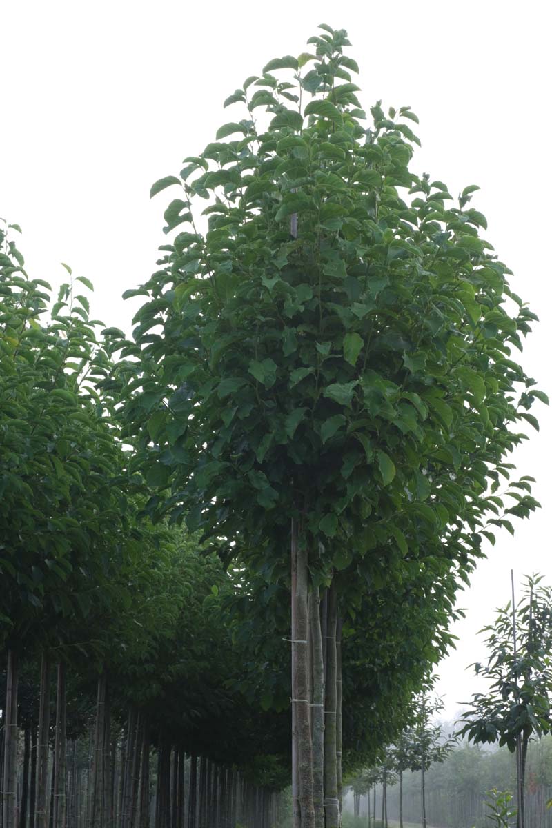 Magnolia kobus op stam op stam