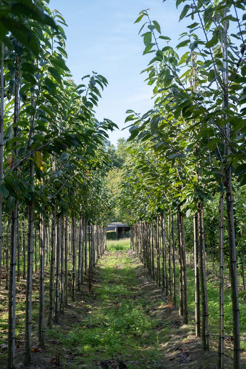 Prunus avium 'Regina' op stam op stam