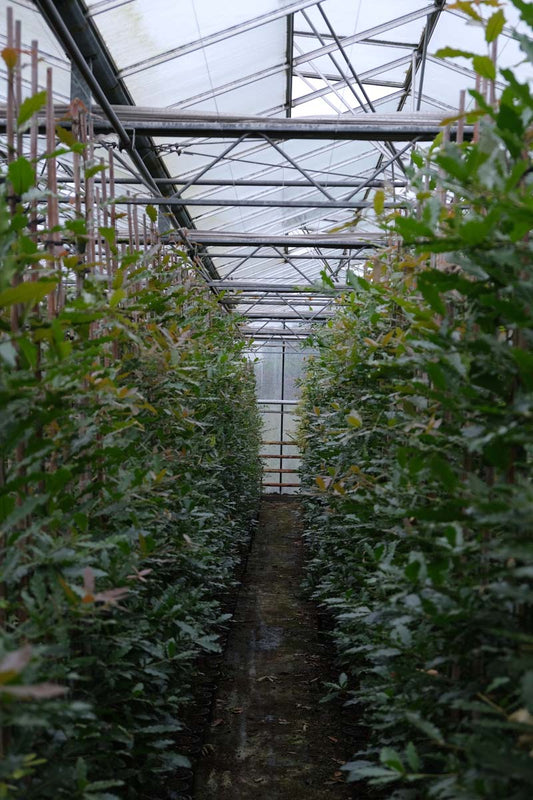 Quercus rysophylla 'Maya' op stam geveerd