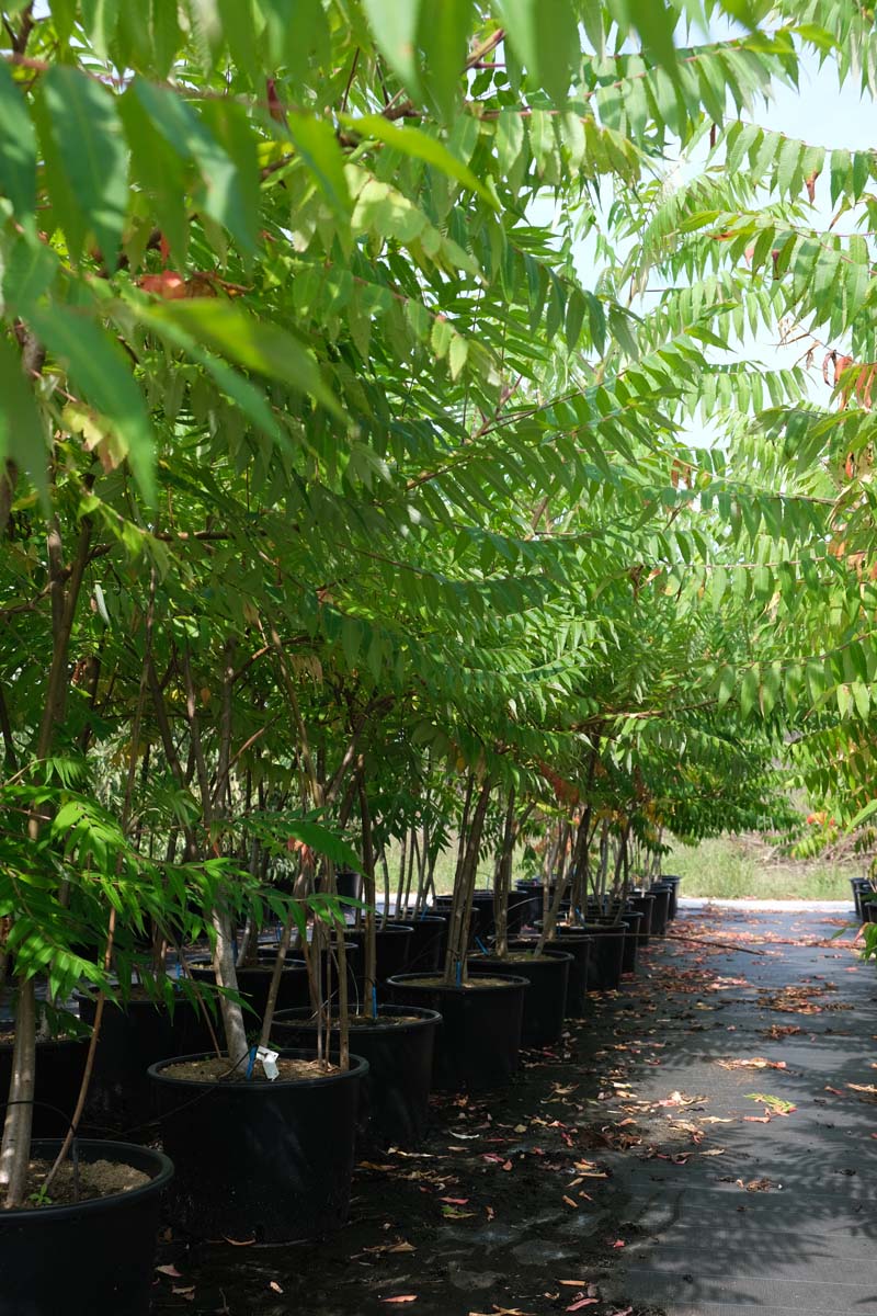 Rhus typhina meerstammig / struik struik