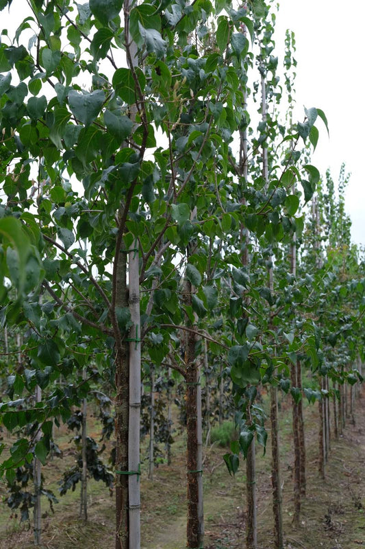 Syringa pekinensis 'Gimborn's China Pearl' op stam op stam