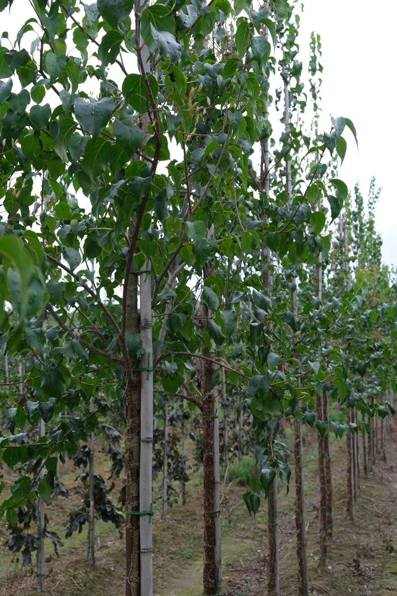 Syringa pekinensis 'Gimborn's China Pearl' op stam op stam