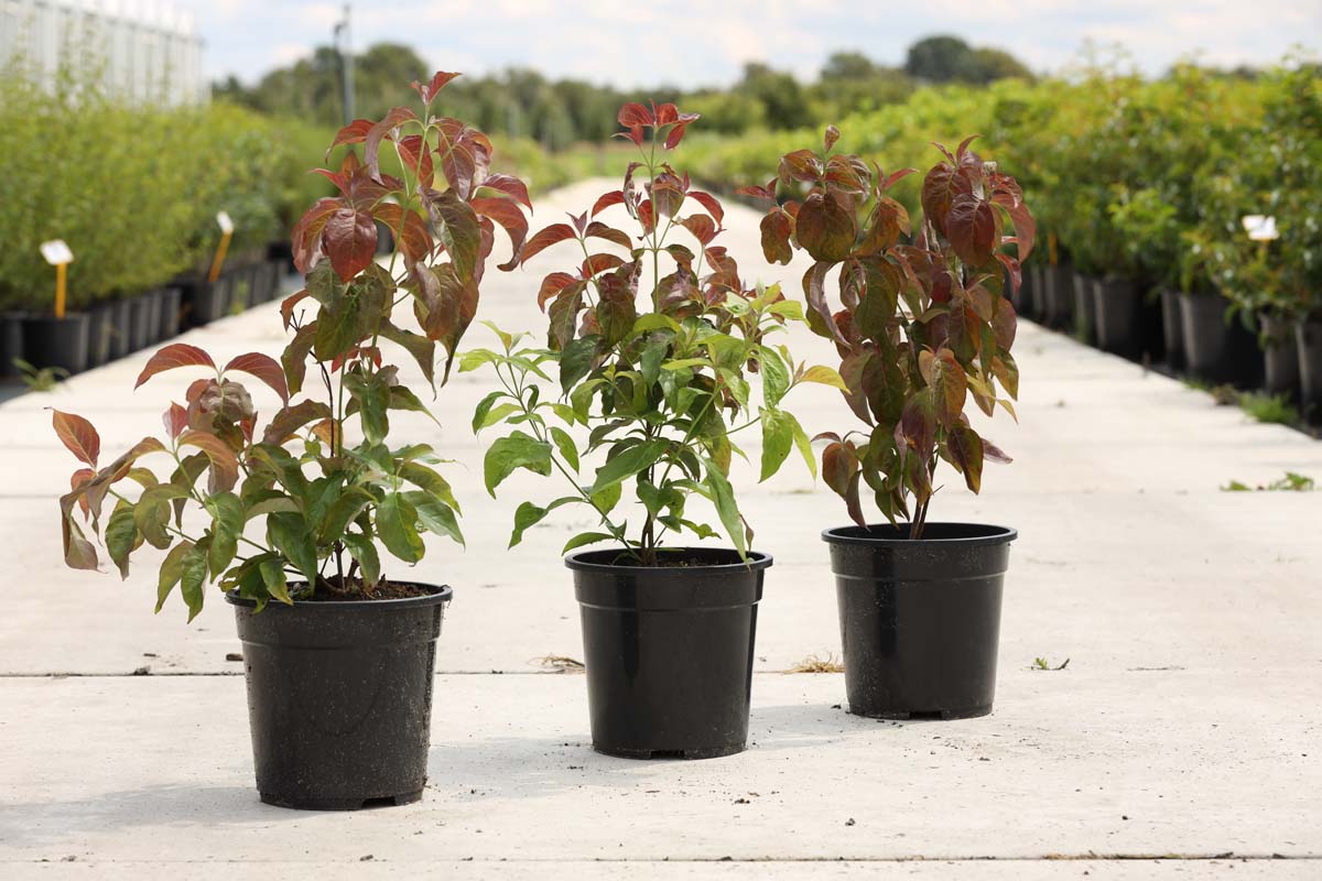 Cornus florida Tuinplanten tuinplanten