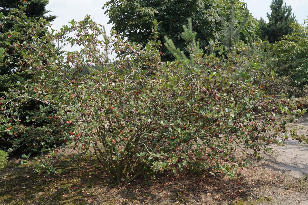 Aronia prunifolia 'Viking' meerstammig / struik struik