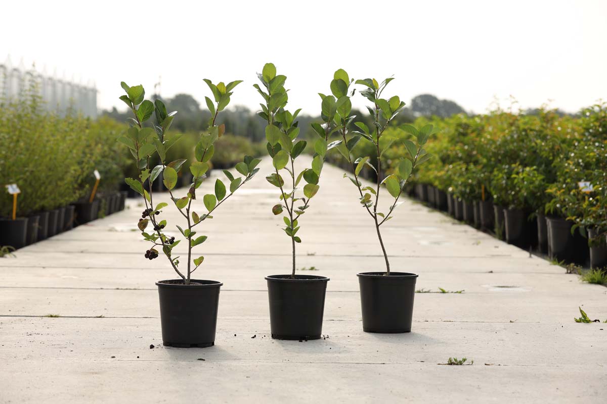 Aronia prunifolia 'Viking' Tuinplanten tuinplant
