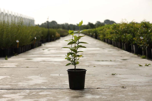 Calycanthus floridus Tuinplanten tuinplanten