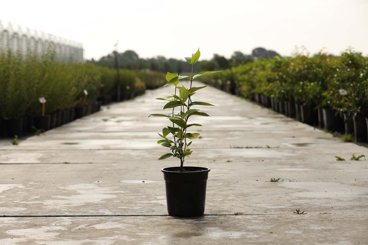 Calycanthus floridus Tuinplanten tuinplanten