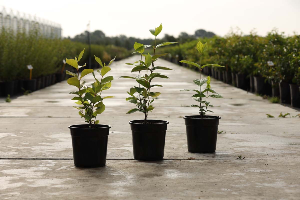 Calycanthus floridus Tuinplanten tuinplanten