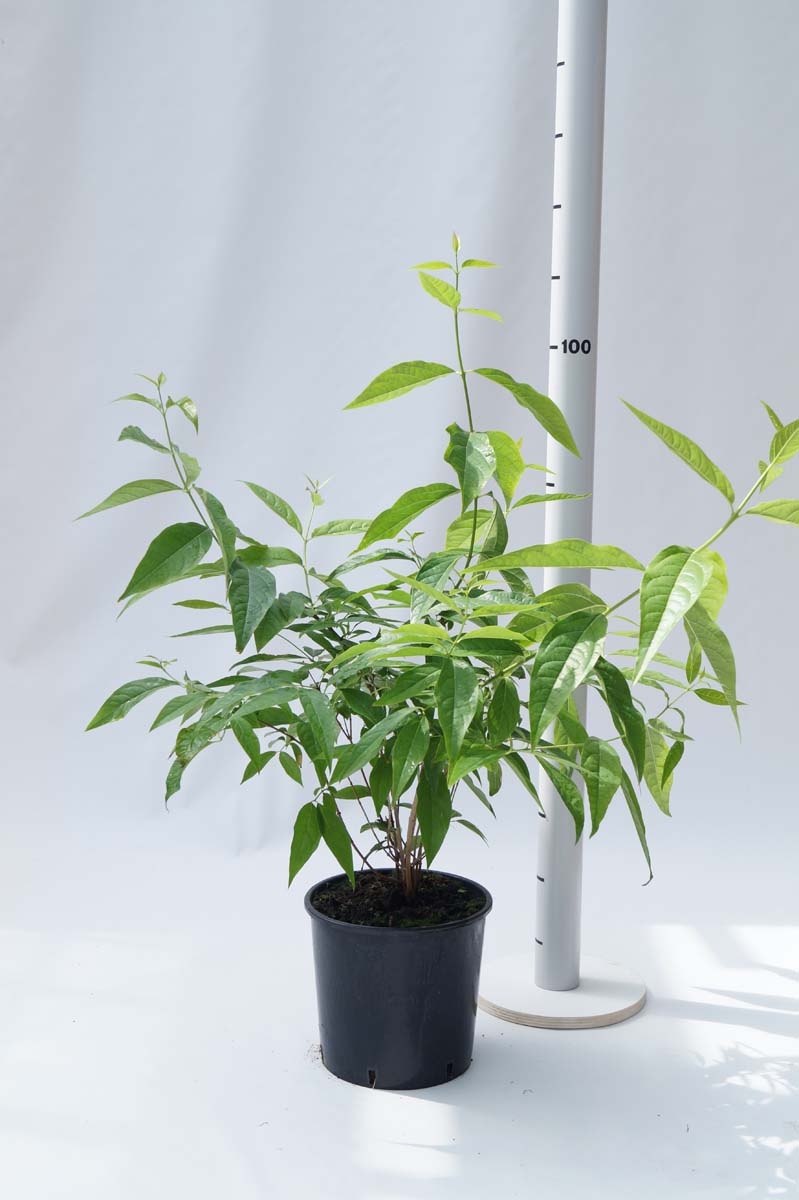 Chimonanthus praecox Tuinplanten tuinplanten