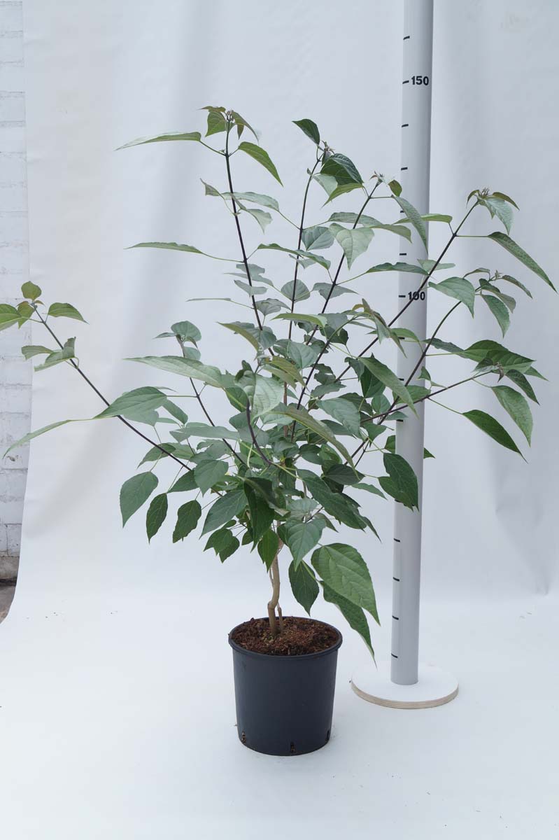 Clerodendrum trichotomum fargesii Tuinplanten tuinplanten