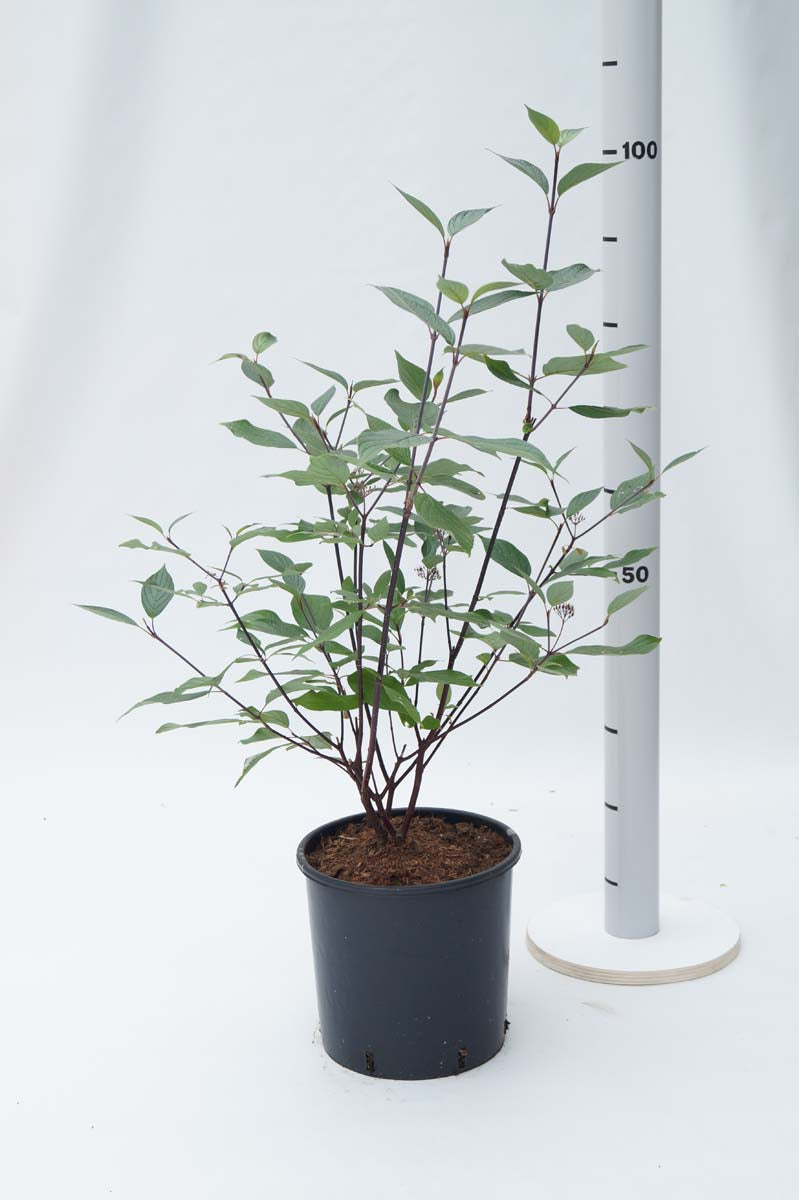Cornus alba 'Kesselringii' Tuinplanten tuinplanten
