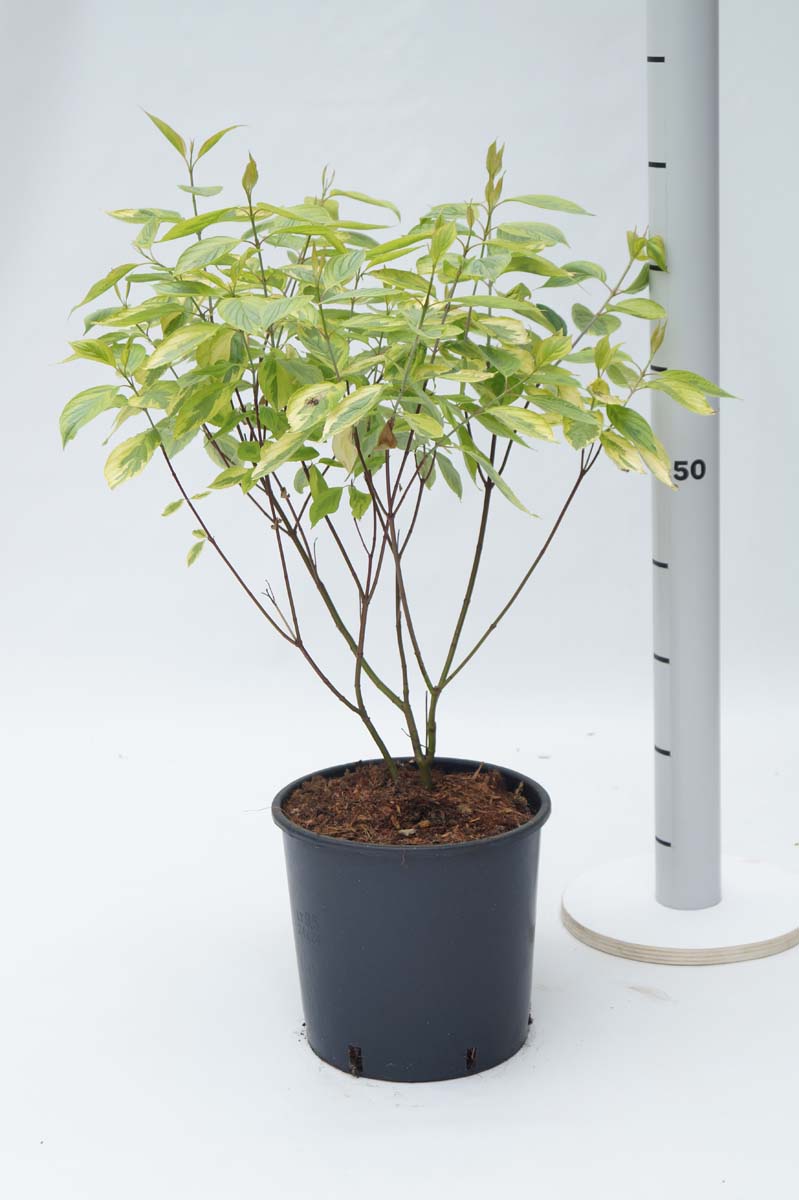 Cornus alba 'Spaethii' Tuinplanten tuinplanten