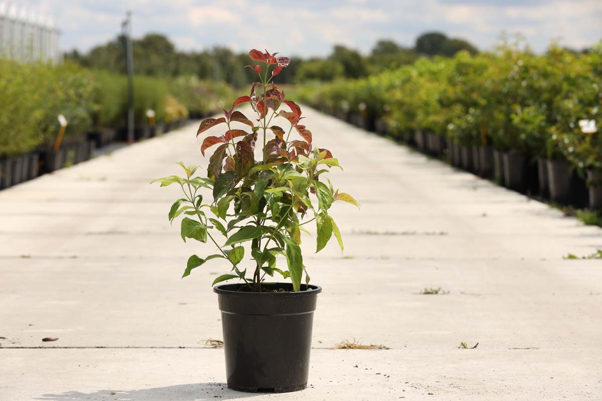 Cornus florida Tuinplanten tuinplanten