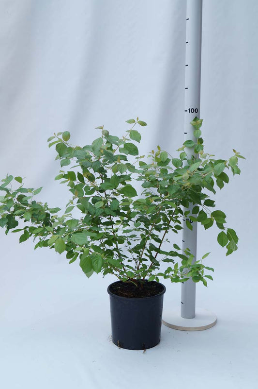 Cornus sanguinea 'Midwinter Fire' Tuinplanten tuinplanten