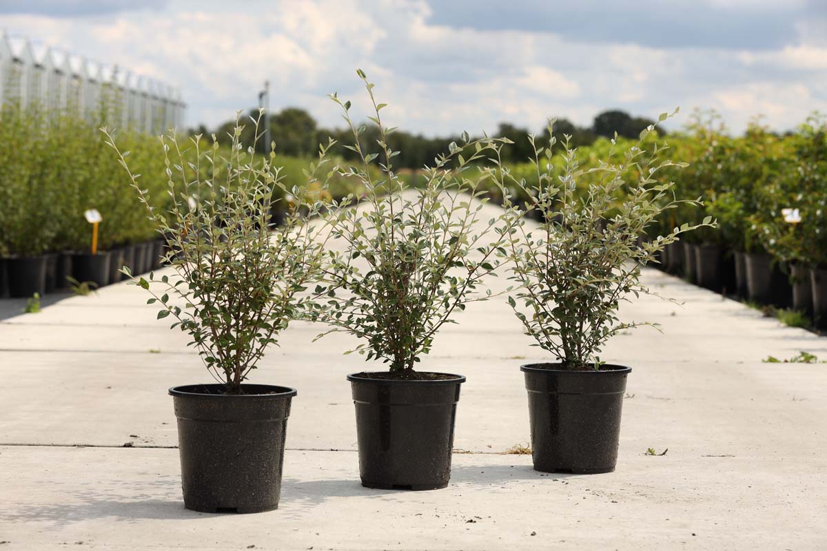 Cotoneaster franchetii Tuinplanten tuinplanten