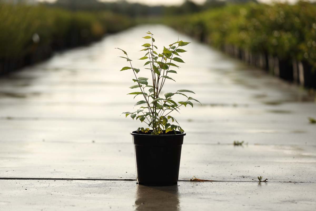 Decaisnea fargesii Tuinplanten tuinplanten