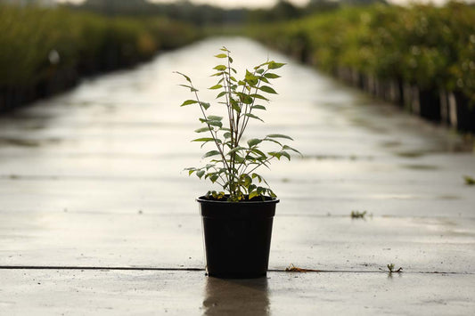 Decaisnea fargesii Tuinplanten tuinplanten