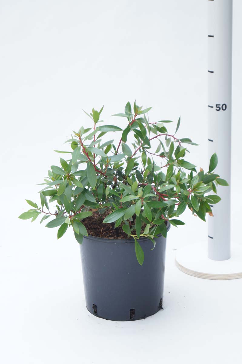 Drimys lanceolata Tuinplanten tuinplanten