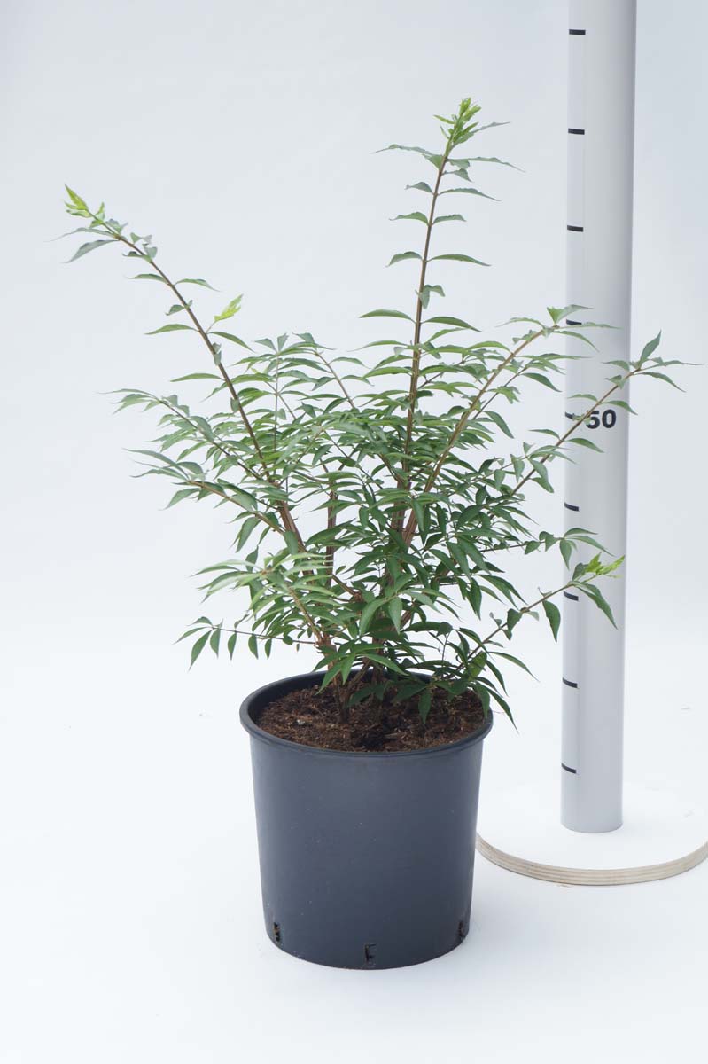 Euonymus alatus 'Blade Runner' Tuinplanten tuinplanten