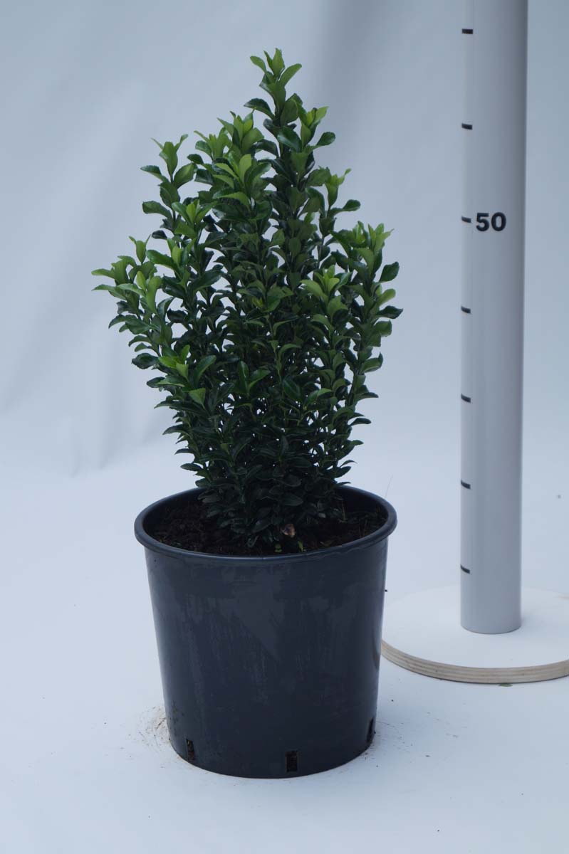 Euonymus japonicus 'Green Spire' Tuinplanten tuinplanten