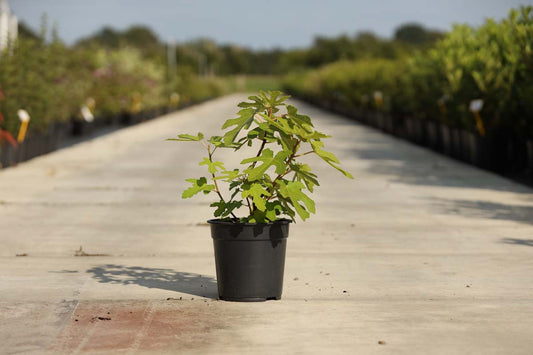 Ficus carica 'Brown Turkey' Tuinplanten tuinplanten
