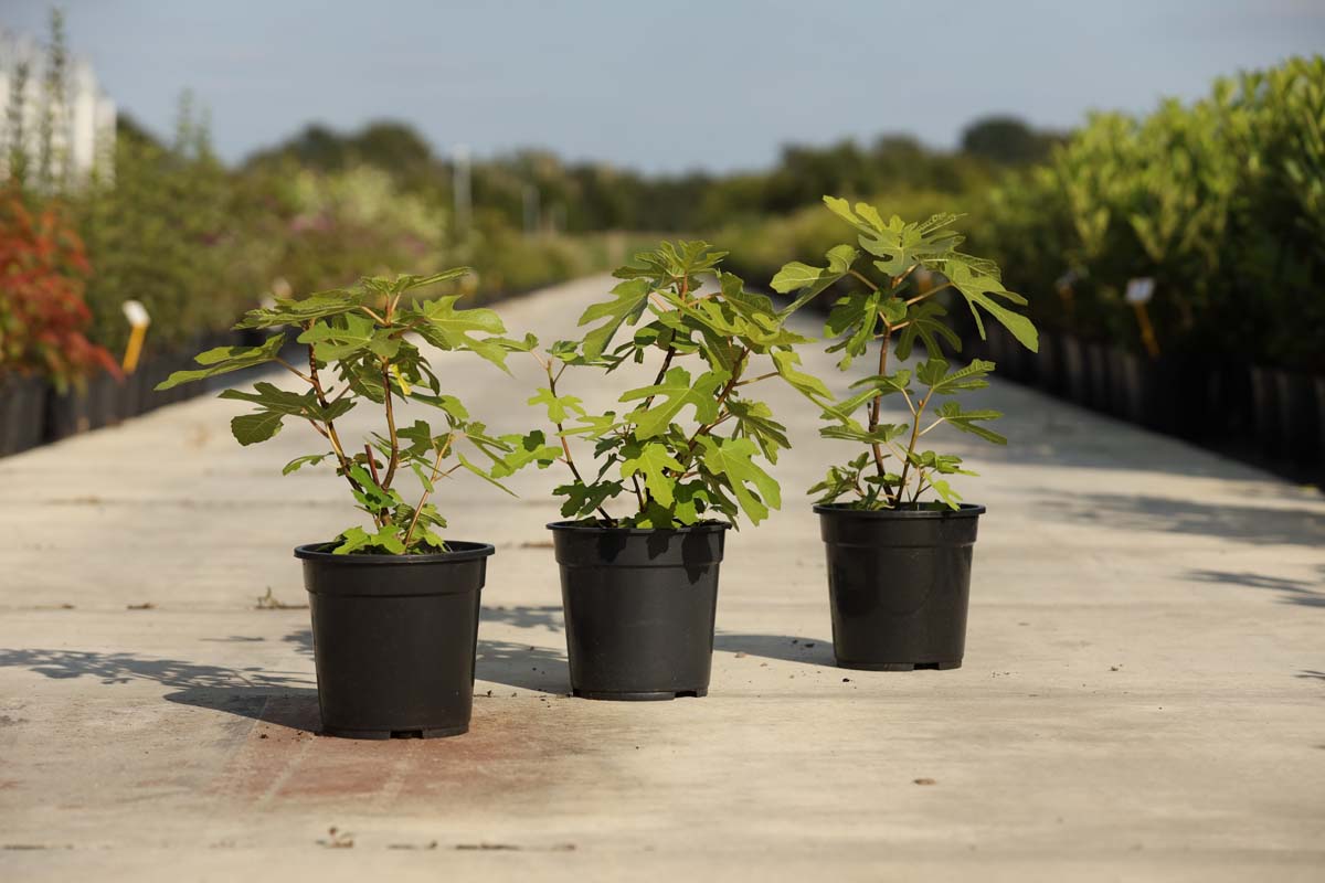 Ficus carica 'Brown Turkey' Tuinplanten tuinplanten