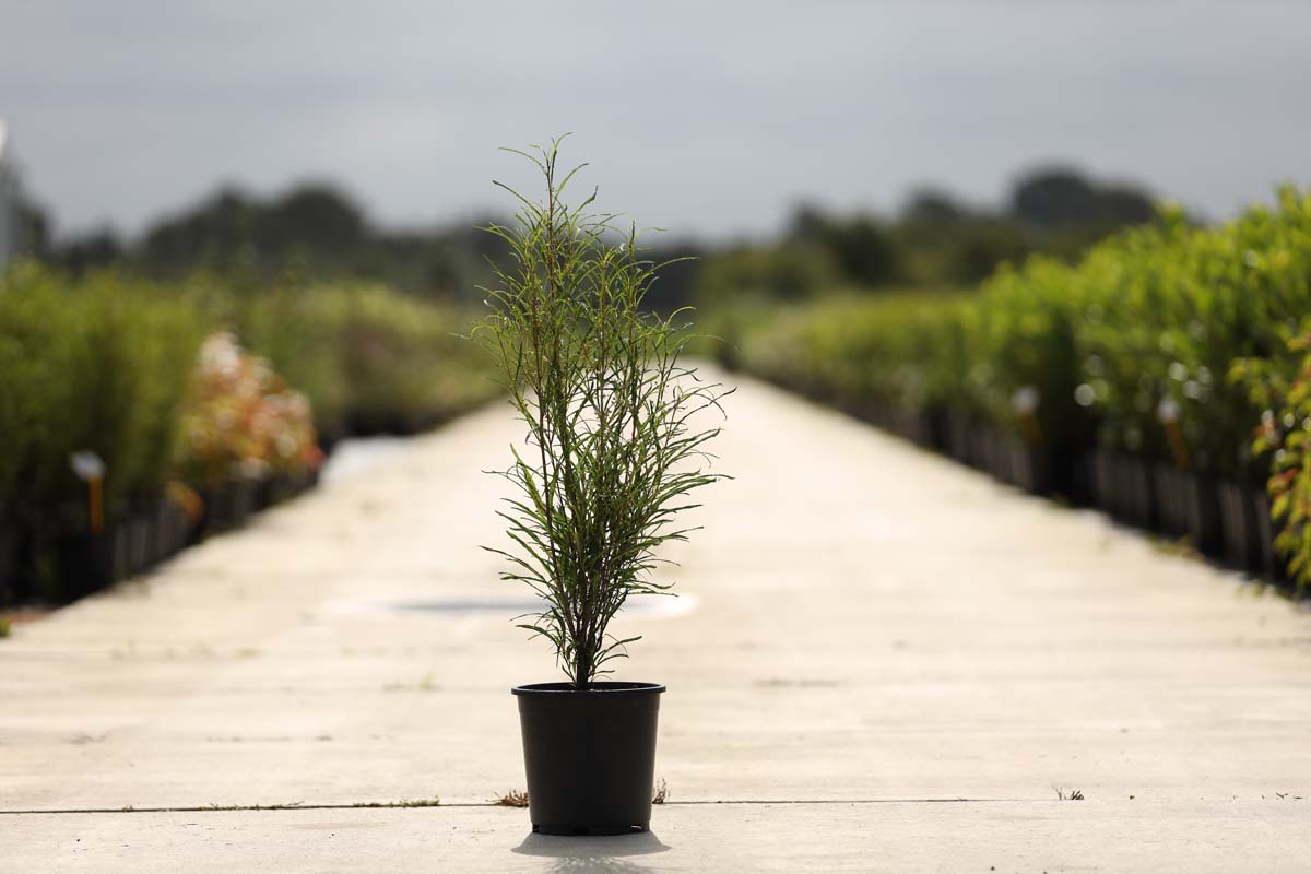 Frangula alnus 'Ron Williams' Tuinplanten tuinplanten