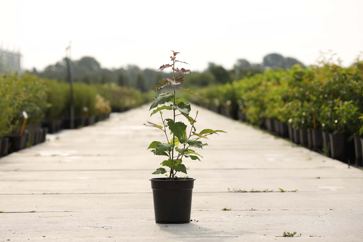 Hamamelis intermedia 'Orange Beauty' Tuinplanten tuinplanten