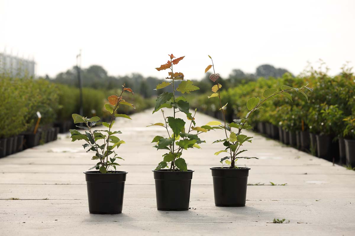 Hamamelis intermedia 'Orange Beauty' Tuinplanten tuinplanten