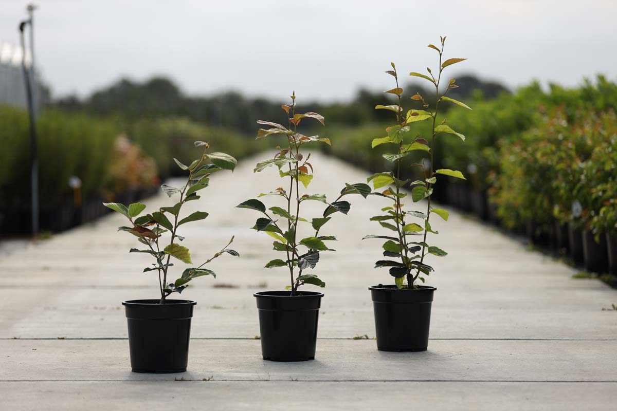 Hamamelis intermedia 'Westerstede' Tuinplanten tuinplanten