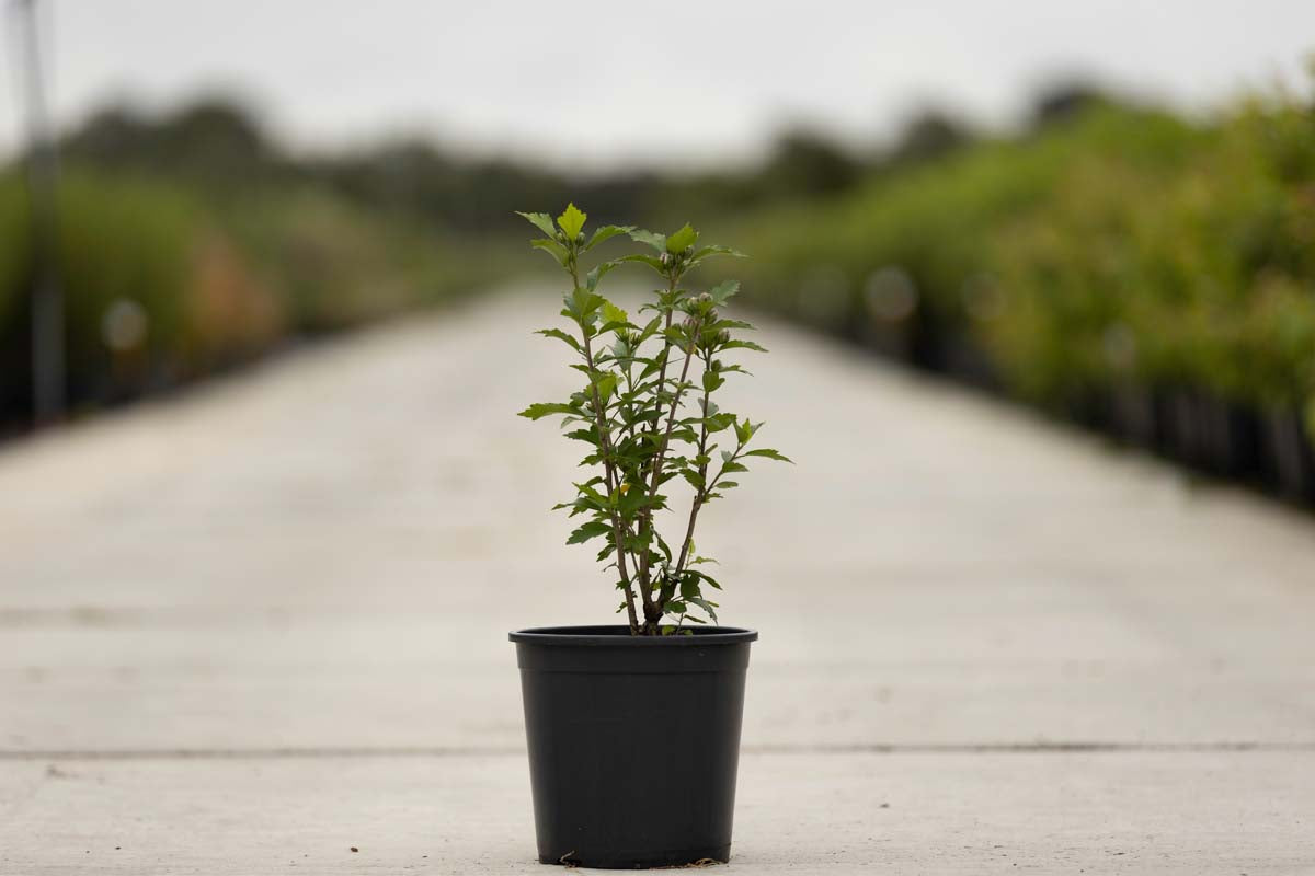 Hibiscus syriacus 'Ardens' Tuinplanten tuinplanten