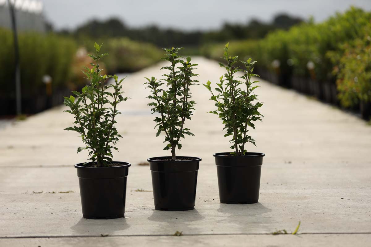 Hibiscus syriacus 'Duc de Brabant' Tuinplanten tuinplanten