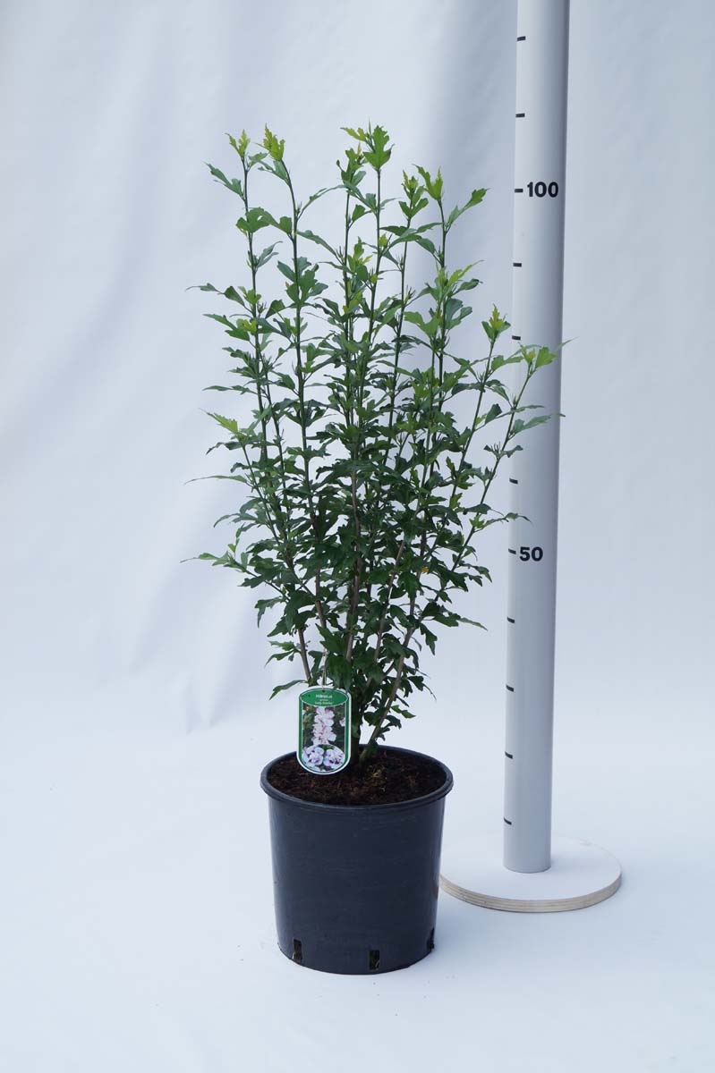 Hibiscus syriacus 'Lady Stanley' Tuinplanten tuinplanten