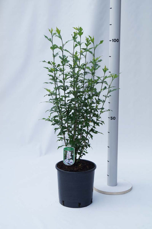 Hibiscus syriacus 'Lady Stanley' Tuinplanten tuinplanten