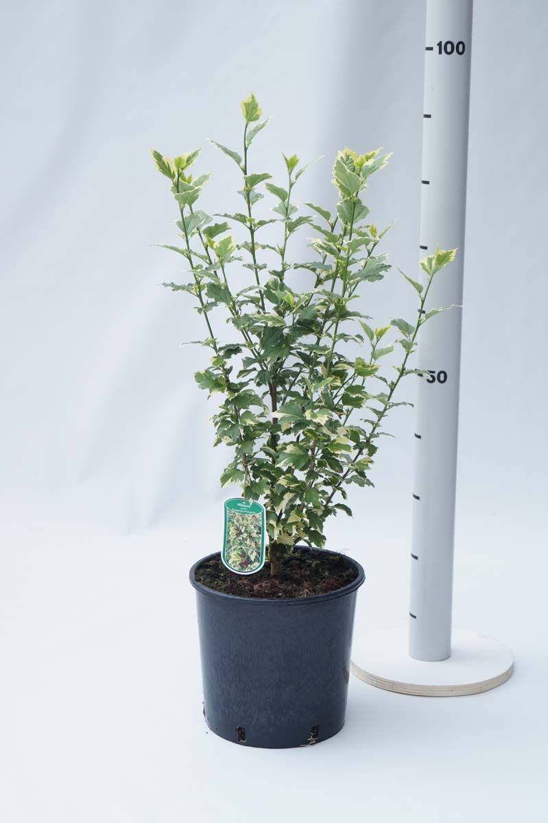 Hibiscus syriacus 'Purpureus Variegatus' Tuinplanten tuinplanten