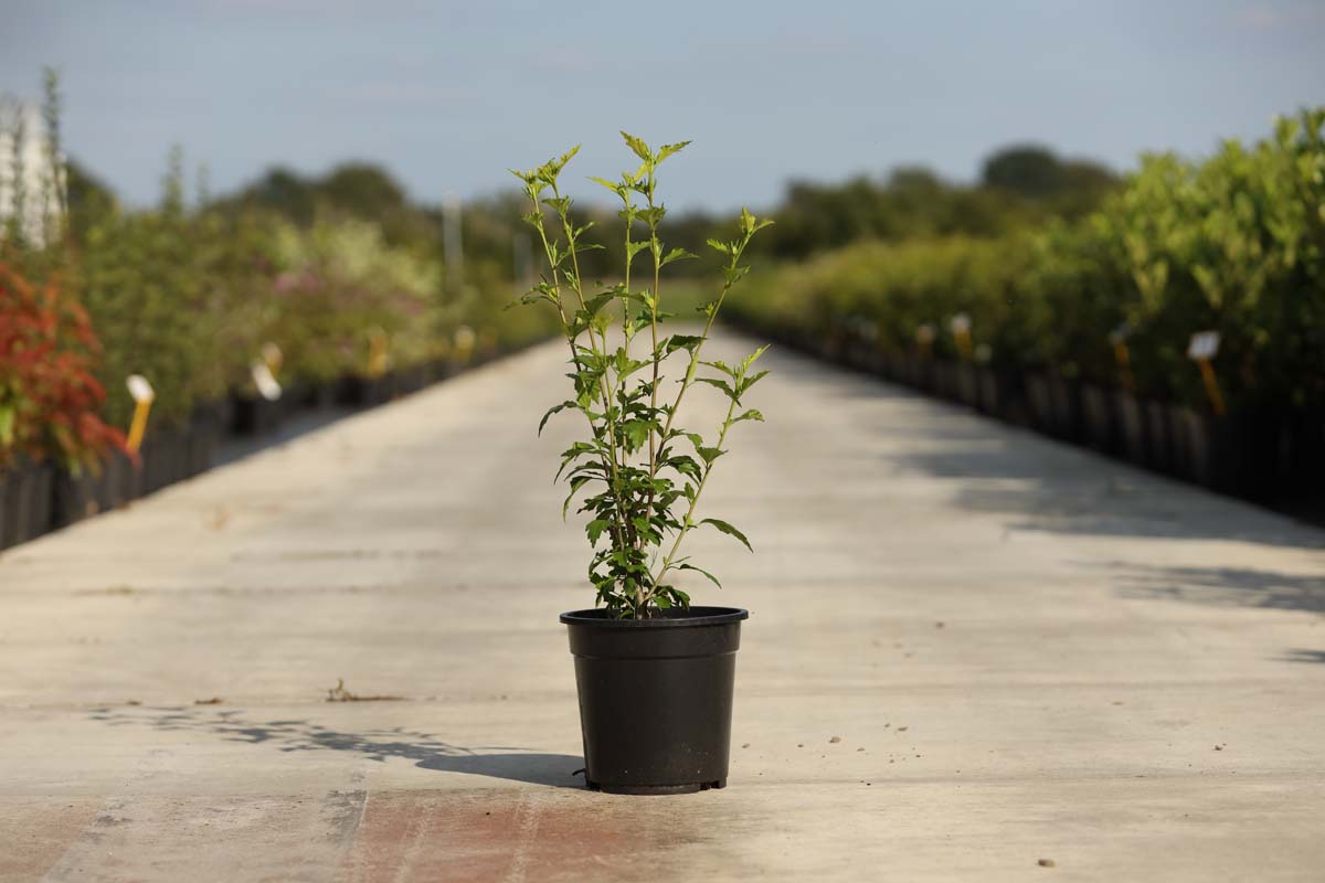 Hibiscus syriacus 'Red Heart' Tuinplanten tuinplanten