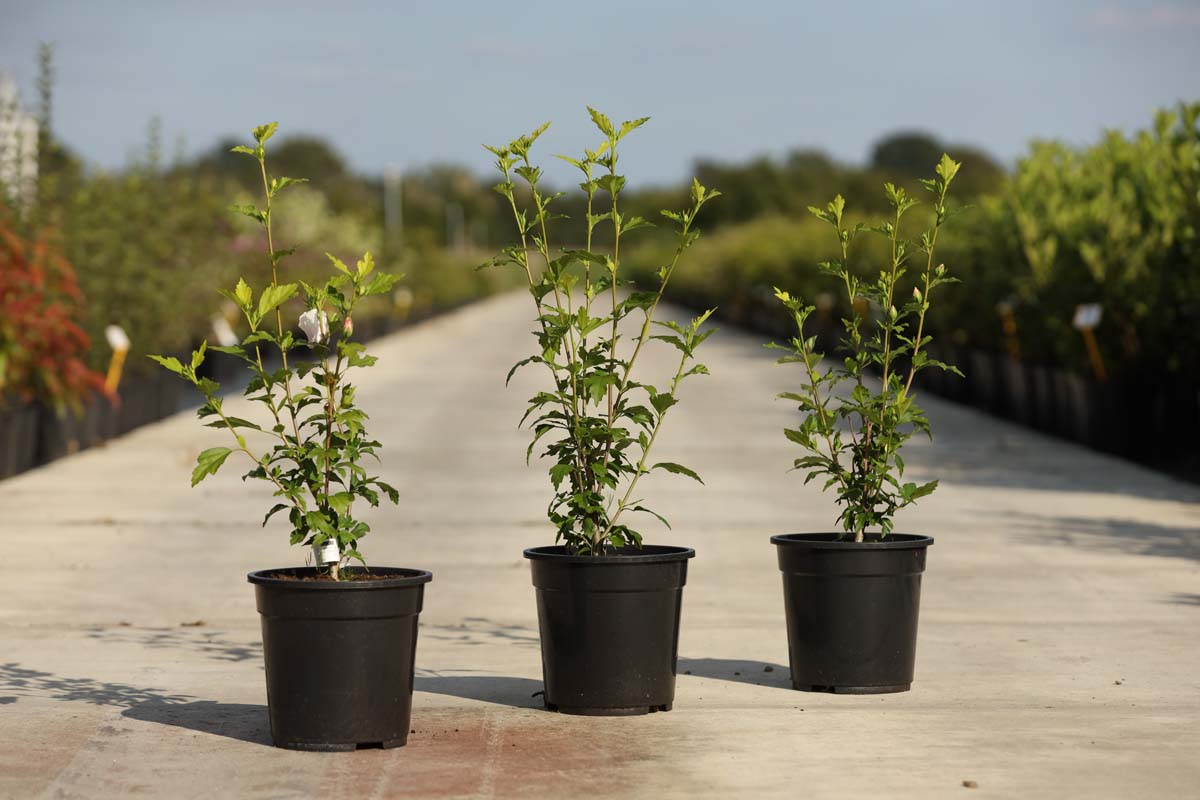 Hibiscus syriacus 'Red Heart' Tuinplanten tuinplanten