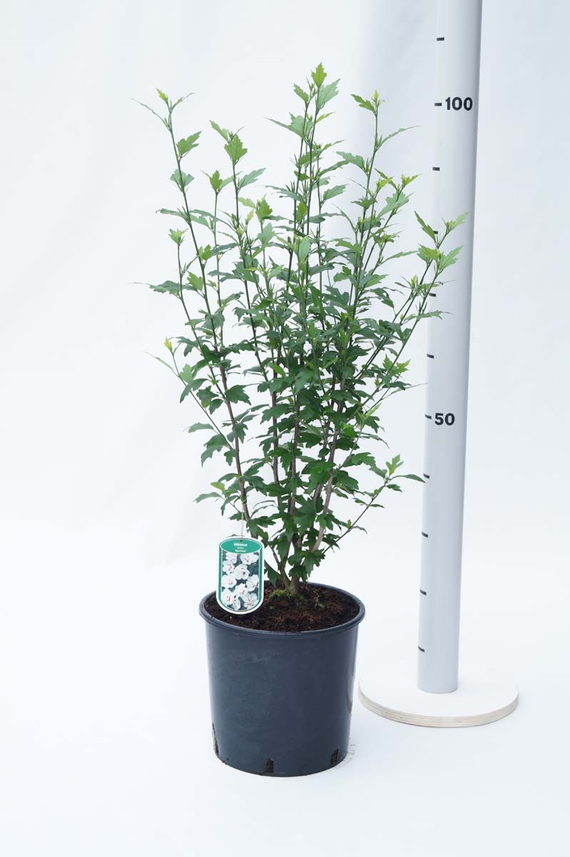 Hibiscus syriacus 'Speciosus' Tuinplanten tuinplanten