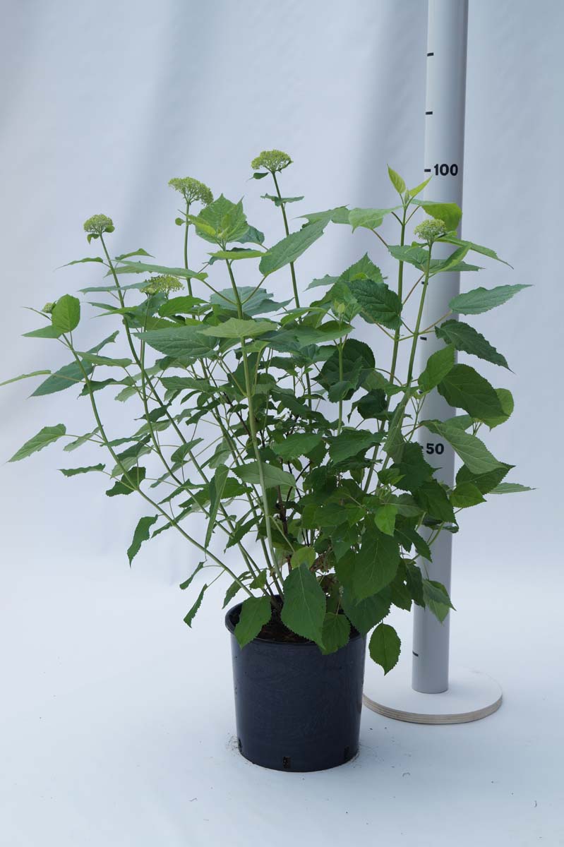 Hydrangea arborescens 'Annabelle' Tuinplanten tuinplanten