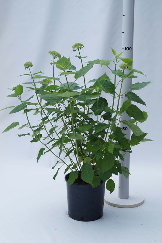 Hydrangea arborescens 'Annabelle' Tuinplanten tuinplanten