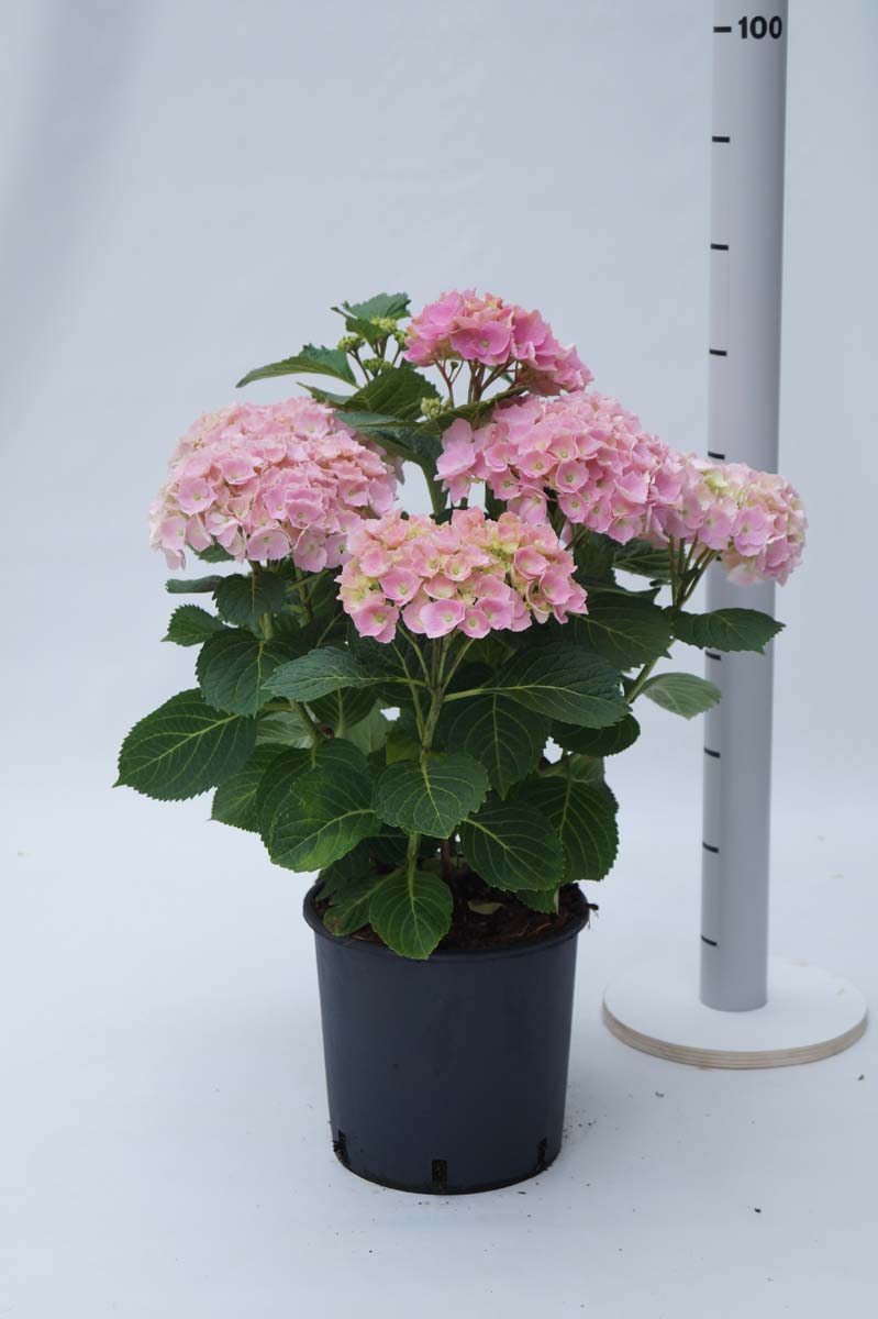 Hydrangea macrophylla 'Bodensee' Tuinplanten tuinplanten
