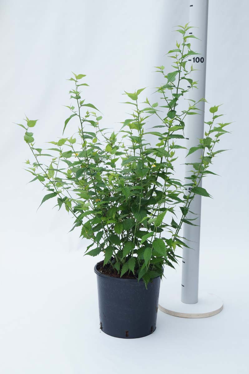 Kerria japonica 'Golden Guinea' Tuinplanten tuinplanten